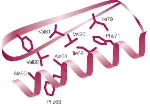 Refer to the figure showing the tertiary structure of a section of a mouse protein, and the table below, showing changes to the stability of the protein for specific single amino acid substitutions.     The numbers shown in the left column refer to the amino acid's position in the polypeptide chain.Which conclusion is consistent with these data? A)  Large changes in sizes of amino acid side chains disrupt the tertiary structure in this region of the protein. B)  The tertiary structure of this section of the protein is stabilized by salt bridges between amino acid residues. C)  Disruption of hydrophobic interactions in this section of the protein leads to decreased stability of its tertiary structure. D)  Protein stability does not change no matter what amino acid is inserted at certain positions in the polypeptide chain. E)  Protein stability always decreases whenever any amino acid change is made at certain positions in the polypeptide chain.