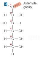 Refer to the figure below showing the straight-chain form of glucose.   The oxygen bound to carbon _______ becomes one of the members of the ring that forms when this molecule cyclizes. A)  1 B)  2 C)  3 D)  5 E)  6