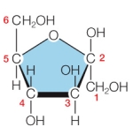 Refer to the figure below.   Which structure represents the straight-chain form of the sugar shown in the figure above? A)    B)    C)    D)    E)   