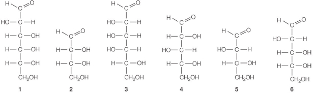 Refer to the figures below.   Of the sugars shown, which are hexose sugars and which are pentose sugars? A)  Hexose: 1 and 3; pentose: 2, 4, 5, and 6 B)  Hexose: 1; pentose: 2, 3, 4, 5, and 6 C)  Hexose: 1 and 3; pentose: 4 and 6 D)  Hexose: 3; pentose: 4, 5, and 6 E)  Hexose: 4 and 6; pentose: 1 and 3