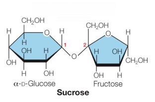 Refer to the figure below showing the structure of sucrose.   How would sucrose be expected to differ from the monosaccharide glucose? A)  Sucrose would not be able to form hydrogen bonds, whereas glucose would participate in hydrogen bonding. B)  In sucrose the alpha and beta ring forms would not interconvert at carbon 1 of the glucose unit, whereas they would interconvert at carbon 1 in glucose. C)  Sucrose would not provide a source of energy for a cell, whereas glucose would provide a source of energy. D)  Sucrose would not be soluble in water, whereas glucose would be soluble in water. E)  The carbon atoms in sucrose would not be used as building blocks for other molecules in the cell, whereas the carbon atoms in glucose would serve as cellular building blocks.