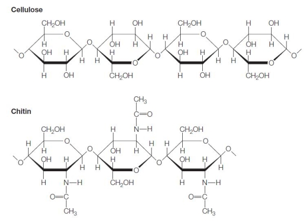 Refer to the figures below showing the structures of cellulose and chitin.   What is a difference that distinguishes these two polysaccharides from each other? A)  One contains a hexose monomer, while the other contains a pentose monomer. B)  One is a linear polymer, while the other is branched. C)  One contains <font face= symbol ></font>-1,4 glycosidic linkages, while the other contains <font face= symbol ></font>-1,4 glycosidic linkages. D)  One contains glucose monomers, while the other contains N-acetyl-glucosamine monomers. E)  One contains glucose monomers, while the other contains glucosamine monomers.