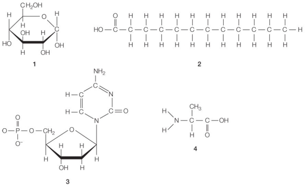 Refer to the figures numbered 1, 2, 3, and 4 below.   The molecular structures shown represent classes of macromolecules that make up living organisms.A nucleic acid is shown above the number _______.