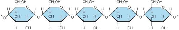 Refer to the figure below.   The figure shows a polymeric macromolecule synthesized by cells.The monomer of this polymer is _______.