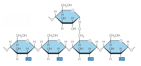 Refer to the figure below.   The structure shown contains repeating monomers of the monosaccharide glucose joined by <font face= symbol ></font>-1,4 glycosidic linkages in the main chain and _______ linkages at the branch point.