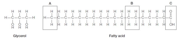 Refer to the figures below.   The section of fatty acid that covalently bonds to glycerol to form a triglyceride is labeled _______.A water molecule is also produced as each fatty acid is covalently bonded to glycerol.