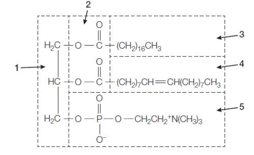 Refer to the figure showing the structure of one molecule making up a lipid bilayer.   Section 3 and 4 form the tail, which occupies the interior portion of the bilayer, and section _______ forms the head, which comes into contact with the aqueous environment.