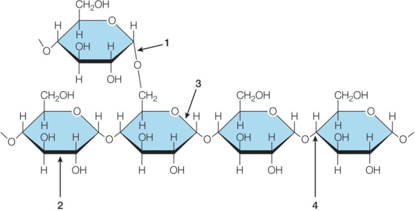 Refer to the figure below showing a portion of a starch molecule.   Which bonds are hydrolyzed during the breakdown of starch during digestion? A)  1 and 2 B)  1 and 3 C)  1 and 4 D)  2 and 3 E)  3 and 4