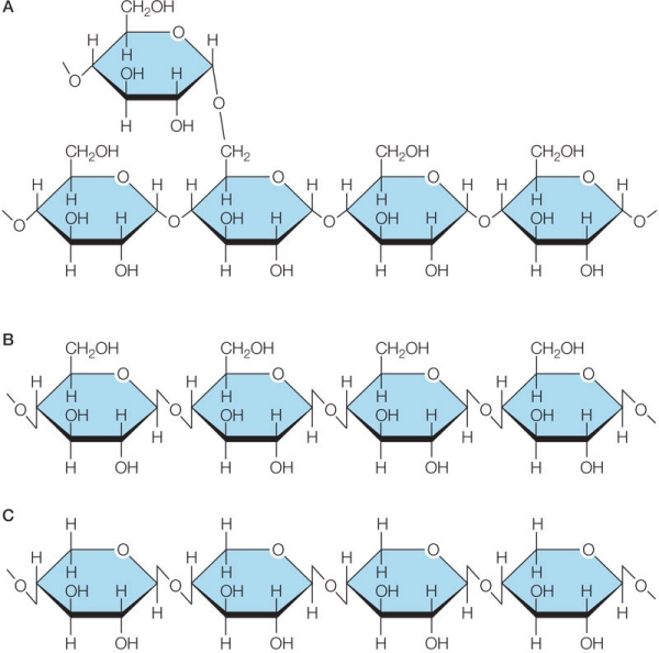 Refer to the figure below.   Polysaccharide A functions as an energy source in plants, whereas polysaccharides B and C function as structural polymers in the woody tissues of plants.Based on their molecular structures, which property of these polysaccharides could be important in distinguishing these two different functions? A)  <font face= symbol ></font><font face= symbol ></font>versus <font face= symbol ></font> glycosidic linkage B)  A requirement for glucose as the monomer C)  An ability to form hydrogen bonds between chains D)  The number of carbon atoms in the monomer E)  A monomer linkage between carbons 1 and 4