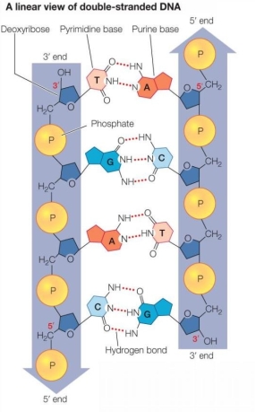 Refer to the figure below showing two strands of DNA.   How many hydrogen bonds would there be in a DNA sequence of ten base pairs in which there are five A-T and five C-G pairs? A)  5 B)  10 C)  15 D)  25 E)  18