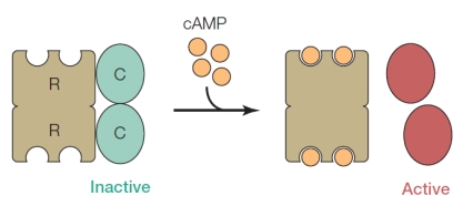 Refer to the figure below diagramming a protein composed of two R subunits and two C subunits.The R subunits are identical and the C subunits are identical, but R and C differ from each other.   The figure depicts a nucleotide performing a function.How can this function be described? A)  Information storage B)  Information transfer C)  Energy metabolism D)  Biological activity regulation E)  Electron transfer