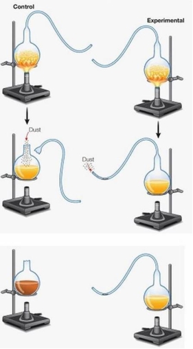 Refer to the figure below illustrating Louis Pasteur's experiment on spontaneous generation.   Why was the neck broken on one flask but not the other? A)  To ensure that conditions were the same in both experimental setups B)  To prevent contaminants from getting in through the neck C)  To allow dust to enter into the broken flask but not the unbroken one D)  To show that the neck of the flask does not introduce an added variable to the experiment E)  To allow air to enter the control flask