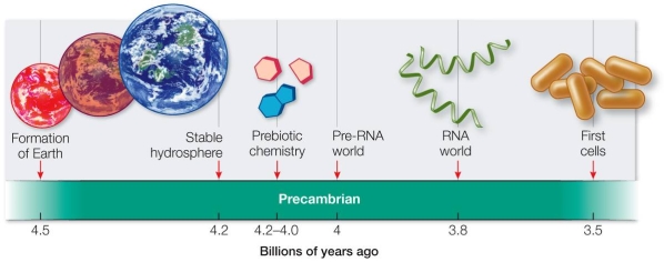 Refer to the figure below showing a simplified time line of the origin of life.   Which event could have occurred before the evolution of RNA? A)  Formation of DNA B)  Evolution of cells C)  Prebiotic synthesis of amino acids D)  Development of ribozymes E)  Rise of protocells