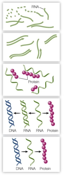 Refer to the figure below illustrating the  RNA world  hypothesis.   Which statement about this hypothetical evolutionary model is true? A)  It supports the hypothesis that proteins appeared on Earth before nucleic acids. B)  It would be impossible in reality, since RNA is synthesized from DNA. C)  It would require prebiotic synthesis of fatty acids. D)  It is consistent with the activity of modern retroviruses that synthesize DNA. E)  It is inconsistent with the hypothesis that nucleic acids were the first catalysts.