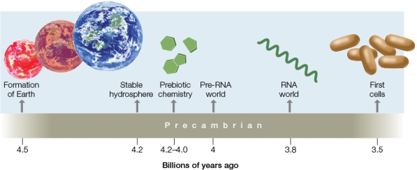 Refer to the figure below showing a simplified time line of the origin of life.   Which event could have occurred between the existence of the  RNA world  and the evolution of the first cells? A)  The production of oxygen by cyanobacteria B)  The rise of lipid bilayer membranes C)  The prebiotic synthesis of ribonucleotides D)  Photosynthesis E)  Complementary base pairing between nitrogenous bases