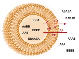 Refer to the figure below.   Which written description is appropriately matched to the figure? A)  The behavior of primitive protocells toward molecules in the environment was likely determined by the lengths of the fatty acid tails in their membranes. B)  The origin of life most likely involved a step in which membranes formed around building block molecules that could polymerize into larger molecules. C)  The primitive protocell facilitated polymerization of larger biomolecules because its membrane allowed only small molecules to move in and out. D)  Fatty acid molecules have a polar head and nonpolar tail, which allows them to self-assemble into bilayer membranes when placed in water. E)  Primitive protocells were not self-reproducing at first, but likely evolved this capability over time.