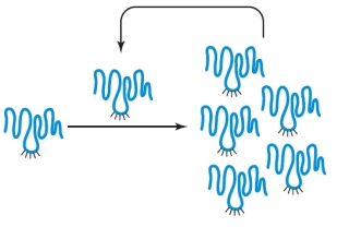 Refer to the figure below showing an RNA polynucleotide increasing the rate of its own replication process.   This is an example of how RNA could have functioned as a(n) _______ in the formation of long-chain polymers during the prebiotic period of early Earth.