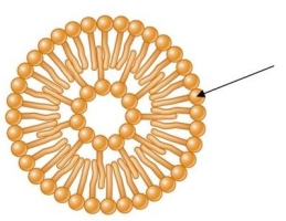 Refer to the figure below, showing how fatty acids self-assemble to form a bilayer membrane in water.   The arrow indicates the polar head of a(n) fatty acid, which is _______, a term meaning water-loving.This portion of the fatty acid interacts with water molecules.