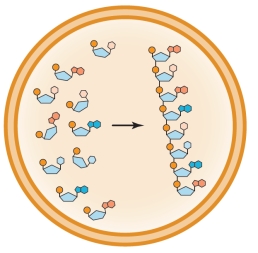 Refer to the figure below showing a protocell.   Identify the process depicted inside the protocell, and explain why its rate would be enhanced inside the protocell compared with its rate outside the protocell.
