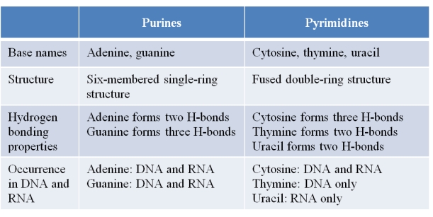 The table below was created to summarize properties of the nitrogenous bases found in DNA and RNA.   Which statement best evaluates the accuracy of information presented in the table? A)  The information is completely accurate. B)  The base names are assigned incorrectly to the purine and pyrimidine classes. C)  The structural descriptions of purines and pyrimidines are reversed. D)  The hydrogen bond properties are classified incorrectly. E)  The information listed for occurrence in DNA and RNA is inaccurate.
