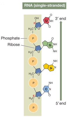 Refer to the figure showing a single-stranded RNA molecule.   Which statement is true? A)  The RNA molecule contains four pyrimidine bases. B)  The pentose sugar is glucose. C)  Each ribonucleotide can form a base pair with a complementary deoxyribonucleotide. D)  Each ribonucleotide can form three hydrogen bonds with a complementary base. E)  The RNA molecule cannot form complementary hydrogen bonds with other RNA molecules.