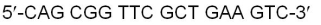 What is the sequence of the complementary strand of RNA made from the template DNA sequence below? (Note: Spaces between nucleotides have no purpose but to make the sequences easier to read.)    A)  5<font face= symbol ></font>-GUC GCC AAG CGA CUU CAG-5<font face= symbol ></font> B)  5<font face= symbol ></font>-GTC GCC AAG CGA CTT CAG-3<font face= symbol ></font> C)  3<font face= symbol ></font>-GTC GCC AAG CGA CTT CAG-5<font face= symbol ></font> D)  5<font face= symbol ></font>-CGG CGA TCG AAG TCG CTT-5<font face= symbol ></font> E)  3<font face= symbol ></font>-GUC GCC AAG CGA CUU CAG-5<font face= symbol ></font>