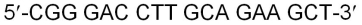 What is the sequence of the complementary strand of DNA given the template DNA sequence below? (Note: Spaces between nucleotides have no purpose but to make the sequences easier to read.)    A)  5<font face= symbol ></font>-GCC TCG GAA CGT CTT CGA-3<font face= symbol ></font> B)  3<font face= symbol ></font>-GCC CTG GAA CGT CTT CGA-5<font face= symbol ></font> C)  3<font face= symbol ></font>-GCC UCG GAA CGT CUU CGA-5<font face= symbol ></font> D)  5<font face= symbol ></font>-CGA GGC GTC AAC TCG CTT-3<font face= symbol ></font> E)  3<font face= symbol ></font>-CGG AGC CTT GCT GAA GCT-5<font face= symbol ></font>