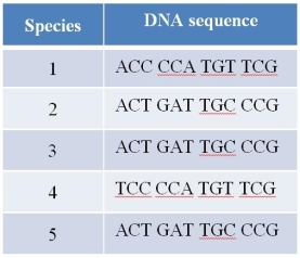 Refer to the table below, showing a portion of the DNA sequence of the same gene present in five different species.   Of the pairs listed, which two species are likely to be the most distantly related through evolution? A)  1 and 4 B)  2 and 3 C)  2 and 5 D)  3 and 5 E)  4 and 5
