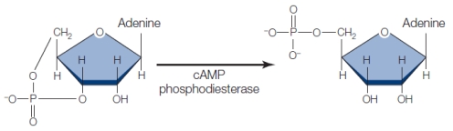 Refer to the figure below, showing the enzyme cAMP-dependent phosphodiesterase converting cAMP to AMP.Chemical compounds that inhibit this enzyme are used as drugs to stimulate heart rate in patients with weak hearts.   Which biological function does the nucleotide cAMP provide in this instance? A)  Agent of energy transfer B)  Signaling agent in muscle contraction C)  Carrier in the metabolism of carbohydrates and lipids D)  Energy storage molecule E)  Regulator of glucose metabolism