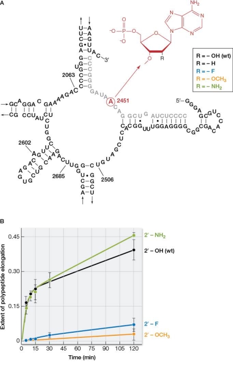 Refer to the figure below.Part A shows the structure of one of the RNA molecules in a ribosome.Part B shows how the progress of protein synthesis is affected when one of the hydroxyl groups in an adenine nucleotide (adenine 2451 in part A)  in this RNA molecule is chemically altered.   A ribosome functions as the site of protein synthesis in modern cells.Structurally, a ribosome is composed of several protein and RNA molecules that combine in a complex.Based on the information shown, which statement accurately provides evidence for the  RNA world  hypothesis of the origin of life on Earth? A)  Modern ribosomes are large multimolecular complexes. B)  Protein synthesis in modern ribosomes is catalyzed by an RNA molecule, not by a protein. C)  Some chemical modifications of a ribosomal RNA molecule do not change its biological activity. D)  Ribosomal RNA uses intrachain base pairing to stabilize its three-dimensional structure. E)  Ribosomal RNA is single-stranded.