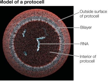 Refer to the figure below showing a cutaway view of a protocell, a structure representing a possible intermediate in the evolution of living cells from nonliving molecular building blocks.   The structure of a protocell has several effects on the molecules present in its interior.One effect of the protocell structure that could have accelerated the evolution process was A)  concentrating compounds and increasing their frequencies of collision. B)  reducing waste and decreasing the risk of toxic compound buildup. C)  increasing access to small molecules in the environment surrounding the structure. D)  providing the necessary functional groups needed for catalytic activity. E)  creating a template that could be used to transfer biological information.