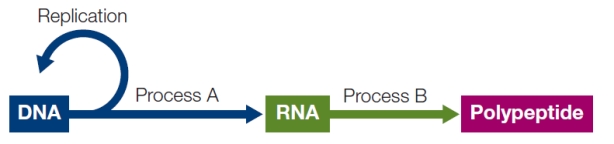 Refer to the figure below.   Information transfer in a cell begins with DNA and proceeds to RNA through process A.RNA then proceeds through process B to produce polypeptides.Process A is called _______.