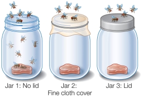To test the idea of spontaneous generation, Francesco Redi used three jars containing meat, as represented by the figure below.   Suppose Pasteur had set up jars of sterile broth in the same way that Redi set up jars of meat to show that microorganisms do not arise spontaneously.In this case, two jars would serve as the controls and jar number _______ would differ from the controls, as both air and microorganisms would be excluded from entering the environment.