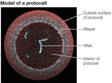 The figure shows a cut away view of a structure used in experiments investigating the evolution of life on Earth.   These experiments were pivotal in finding evidence for the emergence of cells as the fundamental unit of life, because they focused on how a primitive _______ was able to form, creating a barrier between internal and external environments.
