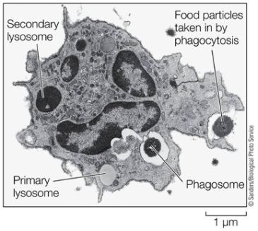 A student claims that the image below demonstrates that life is continuous.   Which statement best evaluates the student's claim? A)  The claim is supported because the image shows how the cell acquires matter from the environment. B)  The claim is supported because the image provides information about how the cell obtains energy from its surroundings. C)  The claim is supported because the image illustrates how a cell can respond to its environment. D)  The claim is not supported because the image does not show how the cell reproduces to form new daughter cells. E)  The claim is not supported because the image does not show how the cell transforms matter to make it useful for its continued survival.