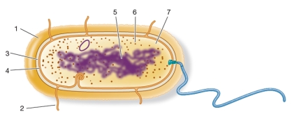 Refer to the figure below.   Which letter is paired with the correct label? A)  1 = cell wall B)  2 = flagellum C)  4 = capsule D)  5 = nucleoid E)  7 = chromosome