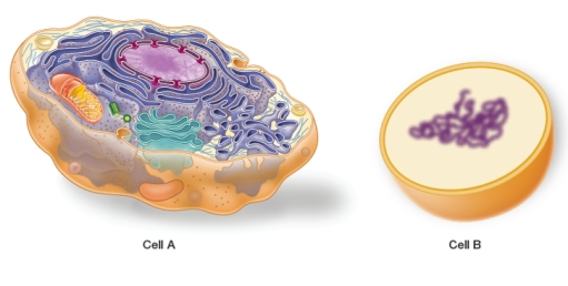 Refer to the figure below.   Which statement accurately classifies the two cells and provides correct reasons for the classifications? A)  Cell A and cell B are both prokaryotes, because each is surrounded by a cell membrane and DNA is located in each cell interior. B)  Cell A and cell B are both eukaryotes, because ribosomes are present in each cell's cytoplasm. C)  Cell A and cell B are both eukaryotes, because they have about equal amounts of DNA in their nuclei. D)  Cell B is a eukaryote and cell A is a prokaryote, because cell B contains a cell wall and cell A does not. E)  Cell A is a eukaryote and cell B is a prokaryote, because cell A contains membrane-bound organelles and internal membranes and cell B does not.