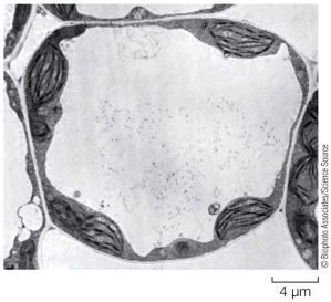 Refer to the diagram of a cell below.   Based on the presence of the large structure occupying most of the cell, the cell can be classified as a(n)  _______ cell. A)  bacterial B)  plant C)  animal D)  archaeal E)  human