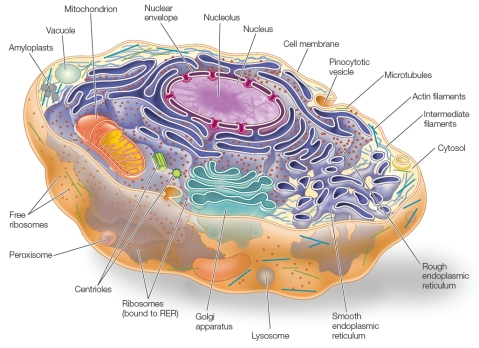 Refer to the diagram of an animal cell below.   Which statement about the diagram is correct? A)  The diagram is accurate as shown. B)  The diagram is inaccurate because it shows the presence of amyloplasts, which are found only in plant cells. C)  The diagram is inaccurate because it shows the presence of a peroxisome, which is found only in plant cells. D)  The diagram is inaccurate because it lacks a vacuole, a structure found in all animal cells. E)  The diagram is inaccurate because it lacks a glyoxysome, a structure found in both animal and plant cells.