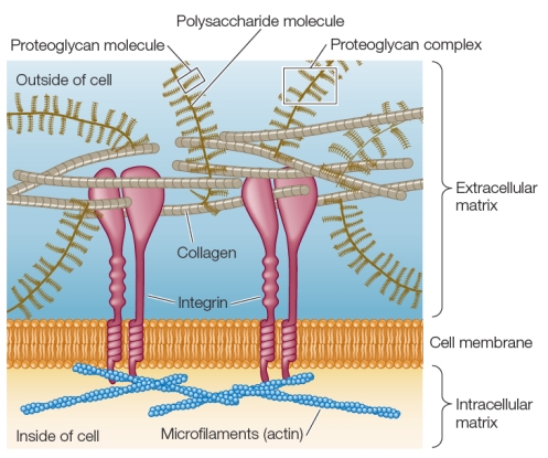 Refer to the figure below.   Which word identifies the functional role of the extracellular matrix in the figure? A)  Degradation B)  Reproduction C)  Metabolism D)  Division E)  Adhesion