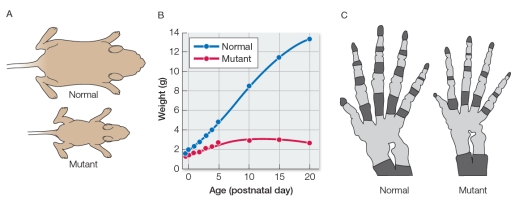 Biologists hypothesize that the protein collagen is both a structural ingredient in bone and a stimulating molecule that induces immature bone cells to develop and produce other ingredients for bone growth.To test this hypothesis, two groups of mice were studied from birth to adulthood.One mouse group was normal, while the other carried a mutation in a gene that controls the synthesis of type I collagen.Panel A in the figure below compares the sizes of the mice in the two groups, and panel B compares their weights.Panel C compares the skeletal features of the two groups, with dark gray representing bone and light gray representing cartilage.   Which statement can be made about the nature of the mutation in the experimental group? A)  The mutation prevents type I collagen synthesis. B)  The mutation significantly slows type I collagen synthesis. C)  The mutation significantly stimulates type I collagen synthesis. D)  The mutation delays the initiation of type I collagen synthesis until late in development. E)  The mutation initiates type I collagen synthesis much earlier than normal.