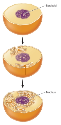 Refer to the figure below.   Which statement describes the process depicted in the figure? A)  The nuclear envelope and endomembrane system of eukaryotes are thought to have evolved as the result of numerous invaginations of the prokaryotic cell membrane. B)  Proteins synthesized by ribosomes attached to the rough endoplasmic reticulum are processed and then transported to the Golgi apparatus to be moved to their final destinations. C)  Control of eukaryotic gene expression occurs in the nucleus where genes encoded in the DNA are either transcribed or not, depending on the cell's needs. D)  Ribosomes are the sites of protein synthesis, where the base sequences of messenger RNA molecules are translated into amino acid sequences of proteins. E)  The cytoskeleton forms a ring structure that constricts during cell division, helping to provide definition and boundaries to the new daughter cells that are formed.