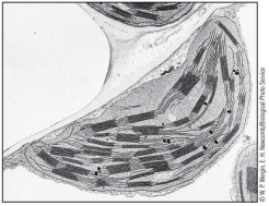 Refer to the figure below.   The organelle shown in this figure is a _______.