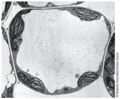 Refer to the diagram of a plant cell below.   The structure that takes up the largest amount of space in the cell is a _______.