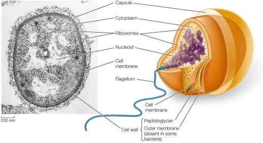 Refer to the figure below showing a prokaryotic cell.   What are two fundamental differences between all prokaryotic cells and all eukaryotic cells?