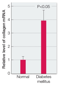 Patients with diabetes mellitus can develop excess fibrous material in and around various organs, including the heart and kidneys.This fibrotic growth can reduce effectiveness of function in these organs, eventually leading to their inability to function.The table below shows data collected from a study of heart cells isolated from two groups of mice (one group was normal and the other was diabetic) and cultured under lab conditions.The data show relative levels of mRNA coding for the protein collagen in the two sets of cells.   Use these data to explain how the extracellular matrix is involved in the fibrotic growth observed in cardiac tissue in diabetic individuals.