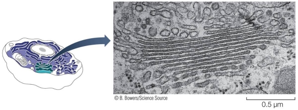 Refer to the figure below.   Explain the current hypothesis about the evolutionary origins of the structure shown in the photograph in the figure.