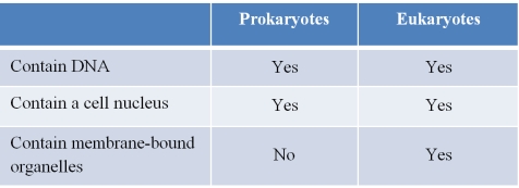 Refer to the table below, which a student created as a study guide for reviewing similarities and differences between prokaryotic and eukaryotic cells.   Which statement best evaluates the accuracy of the student's work? A)  The table is accurate as written. B)  The table contains one inaccuracy concerning the presence of DNA in prokaryotes. C)  The table contains one inaccuracy concerning the presence of a cell nucleus in prokaryotes. D)  The table contains one inaccuracy concerning the presence of organelles in eukaryotes. E)  The table contains two inaccuracies concerning the presence of DNA and a cell nucleus in prokaryotes.