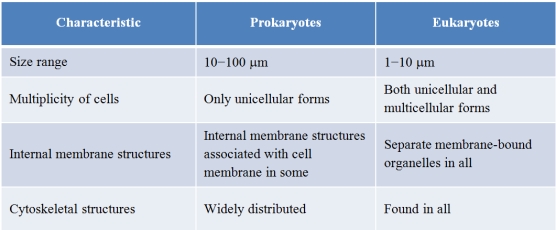 Refer to the table below, which was created to summarize similarities and differences between prokaryotic and eukaryotic cells.   Which statement best evaluates the accuracy of the information as it is shown in the table? A)  The table is accurate as written. B)  The table contains one inaccuracy concerning the size of prokaryotes. C)  The table contains one inaccuracy concerning internal membranes in prokaryotes. D)  The table contains two inaccuracies concerning the sizes of both prokaryotes and eukaryotes. E)  The table contains two inaccuracies concerning cytoskeletal structures in prokaryotes and sizes of eukaryotes.