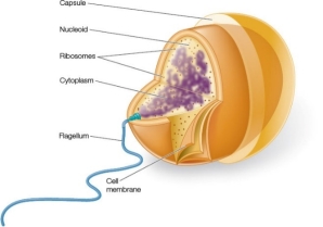 Refer to the figure below showing a labeled sketch of a prokaryote.   Which two structures have had their labels switched? A)  Flagellum and cell membrane B)  Nucleoid and cytoplasm C)  Cytoplasm and ribosomes D)  Capsule and cell membrane E)  Ribosomes and cytoplasm